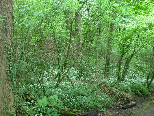 “Het Broeck”. Nu een vermaard natuurgebied waar de Daslook welig tiert.