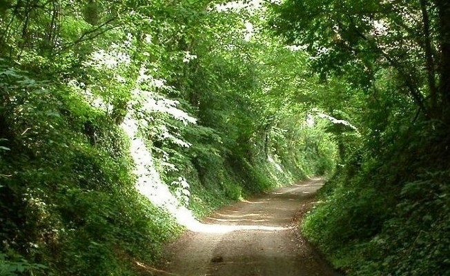 De Horsterweg.  Mooier kan het begrip holle weg niet worden uitgedrukt.
