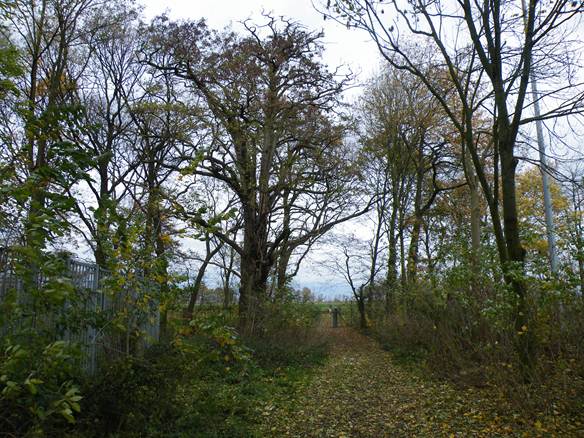 Tussen Maas en Graetheide-2-175